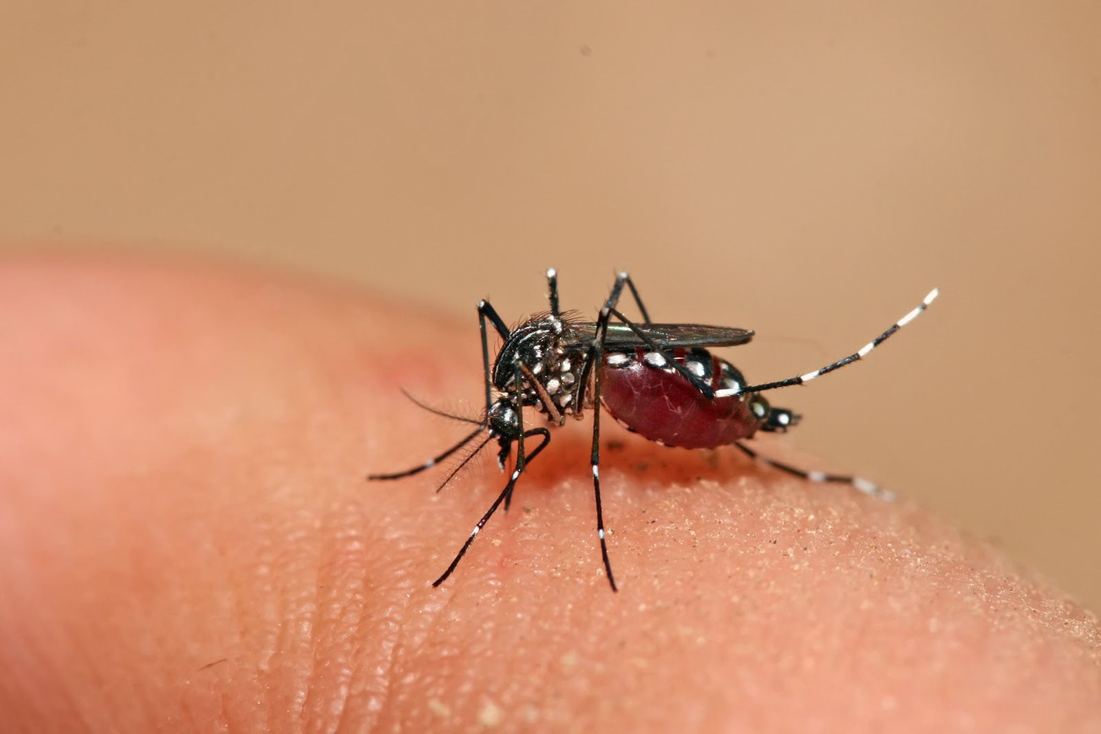 Ảnh: Muỗi vằn Aedes Aegypti – tác nhân truyền bệnh Sốt xuất huyết